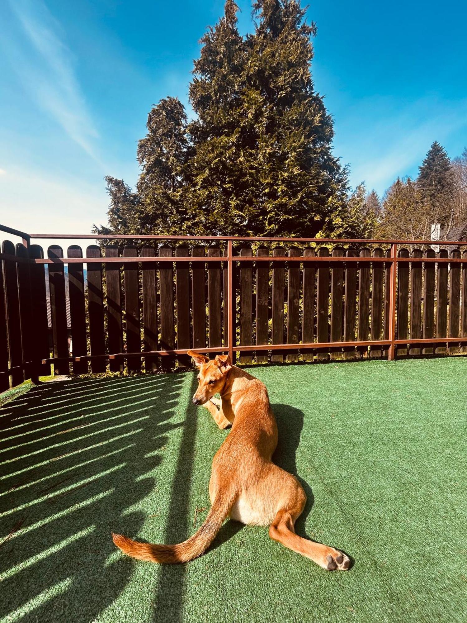 Willa Karolinka Stroza - Pet Friendly Myślenice Buitenkant foto